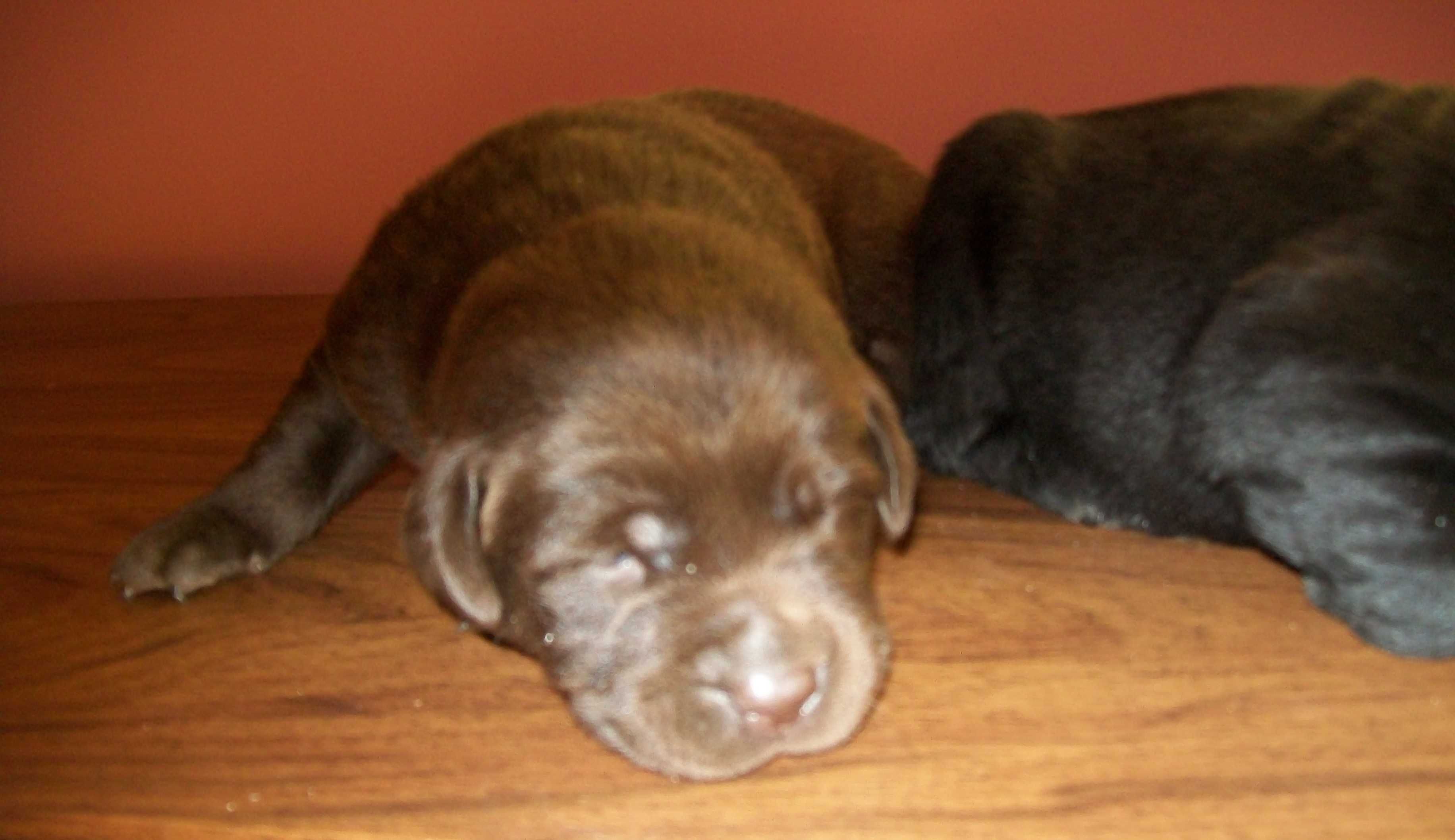 Pies Labrador retriever z Rodowodem