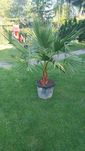 Palma Washingtonia Robusta 170 cm duza egzotyczna roslina doniczkowa