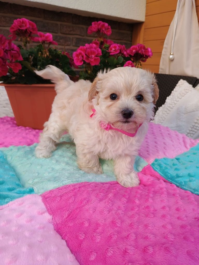 Pudel toy Maltipo