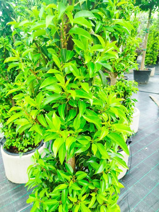 Arvore Prunus Lusitanica Angustifolia