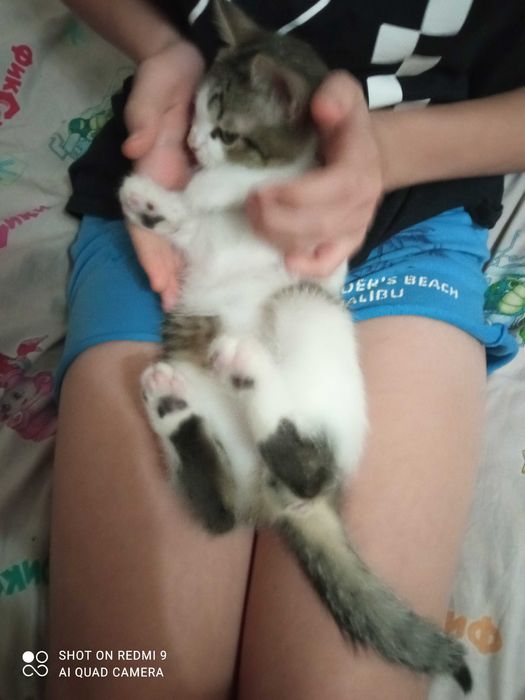 Віддамо кошеня в добрі,дбайливі руки