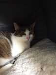 Mania z FIV poleca się do adopcji
