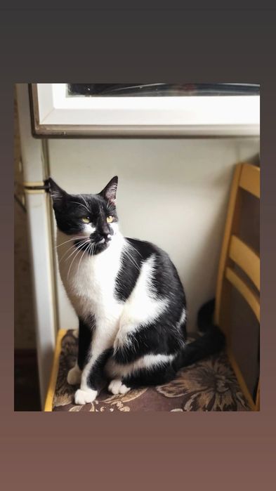 Отдам черно-белого кота, 1 год, кастрирован, привит