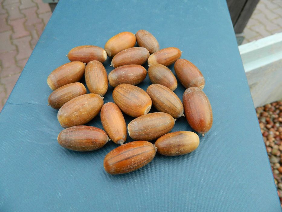 Żołędzie dębu szypułkowego nasiona dębu ( Quercus Robur )