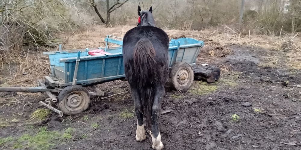 Продається кобила!