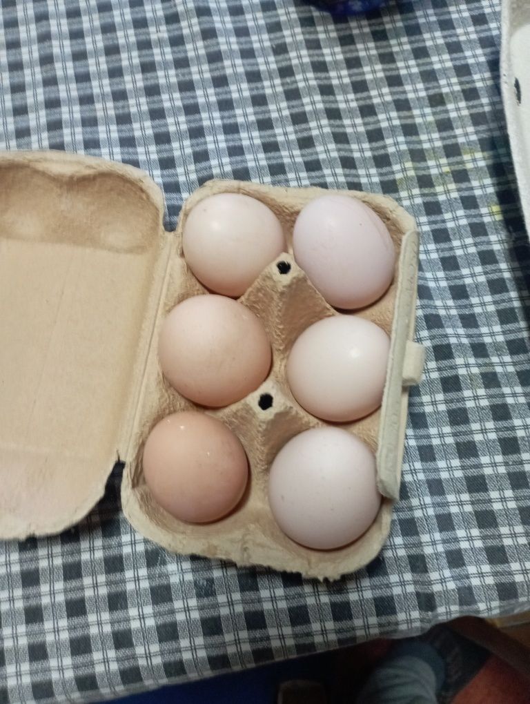 Ovos de galinhas