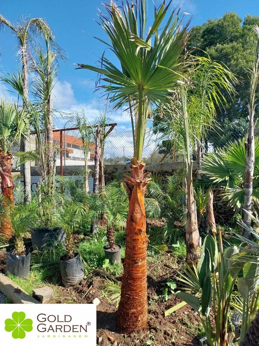 Escolha já a sua palmeira! Jardim / Plantas / Árvores