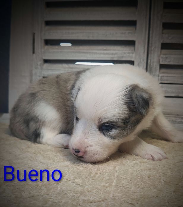 Border collie piesek Blue merle przebadani rodzice