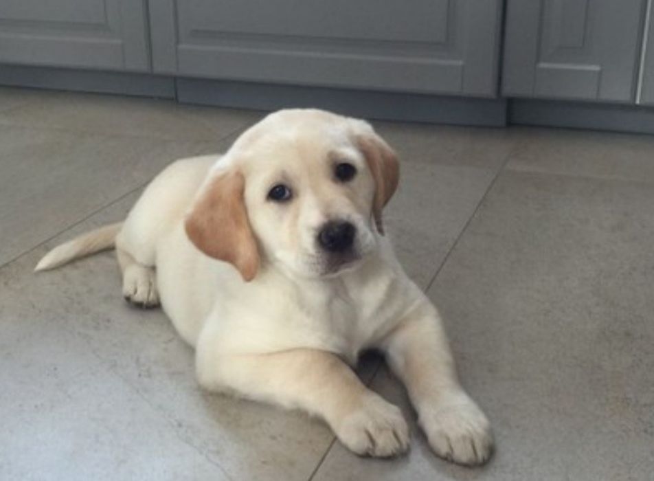 Labrador retriever biszkoptowe szczeniaki