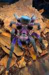 Phormictopus sp. dominican purple L1/2 + GRATIS
