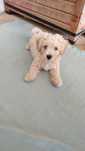 Maltipoo (bichon maltês × caniche)