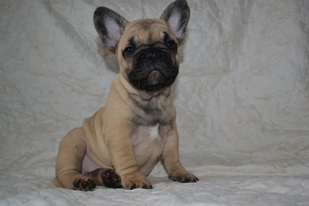 Бомбезные генные французики