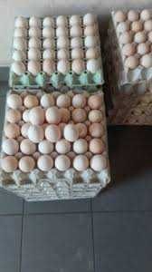 Kury nioski młode z jajkiem z dowozem gratis.Rosa Mesa Leghorn.