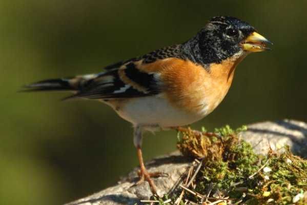 Aves  de Fauna anilhadas2024/2025