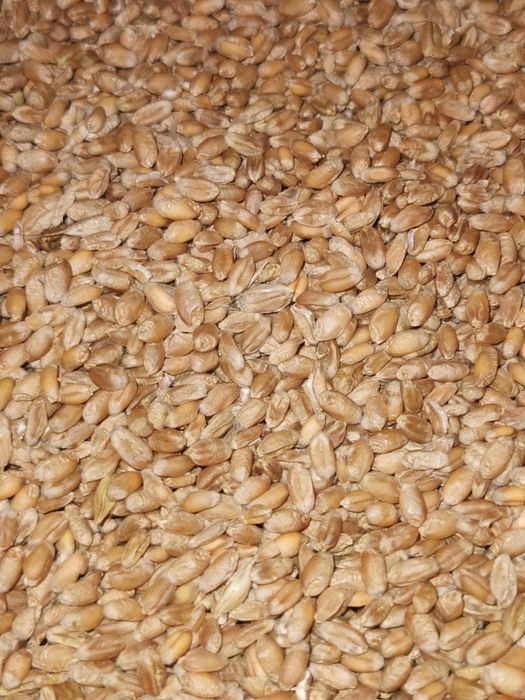 Sprzedam pszenicę ozima