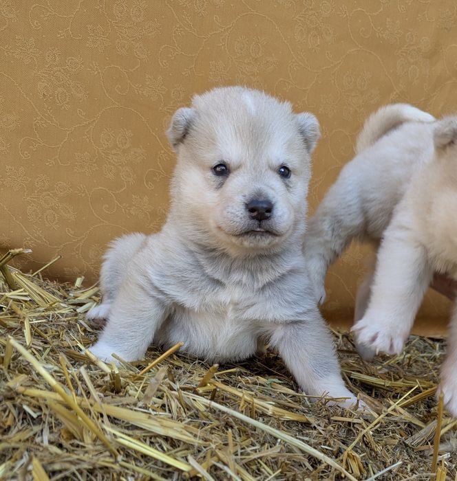 Ростуть акітята! Вік від місяця