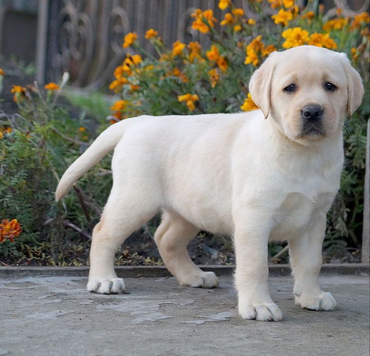 Лабрадор-ретрівер КСУ