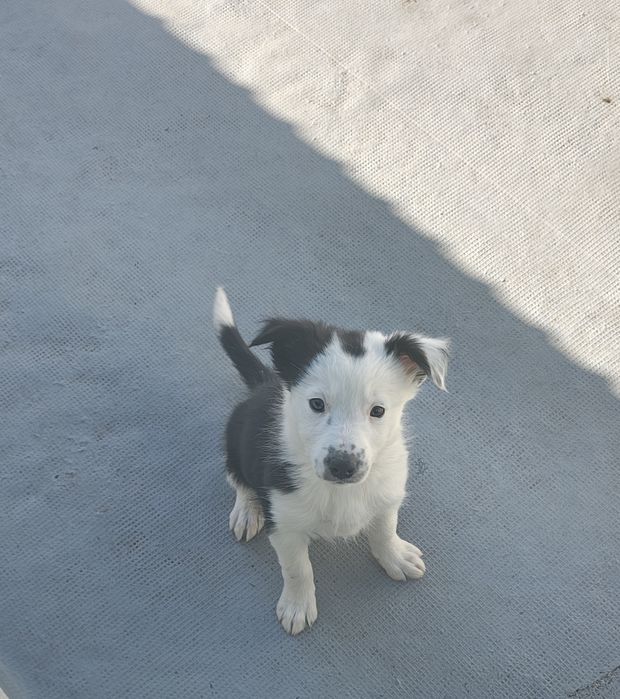 Border collie fêmea