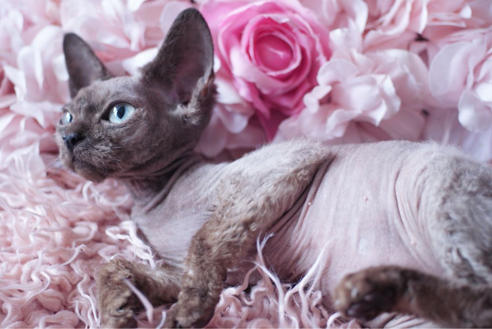 Czekoladowy kocurek devon rex po championie