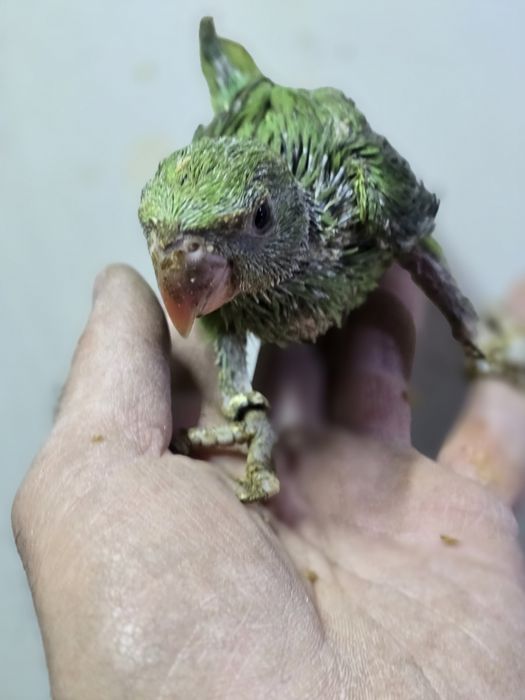 Ring Neck demosticados