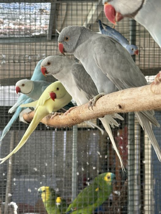Ringnecks para troca