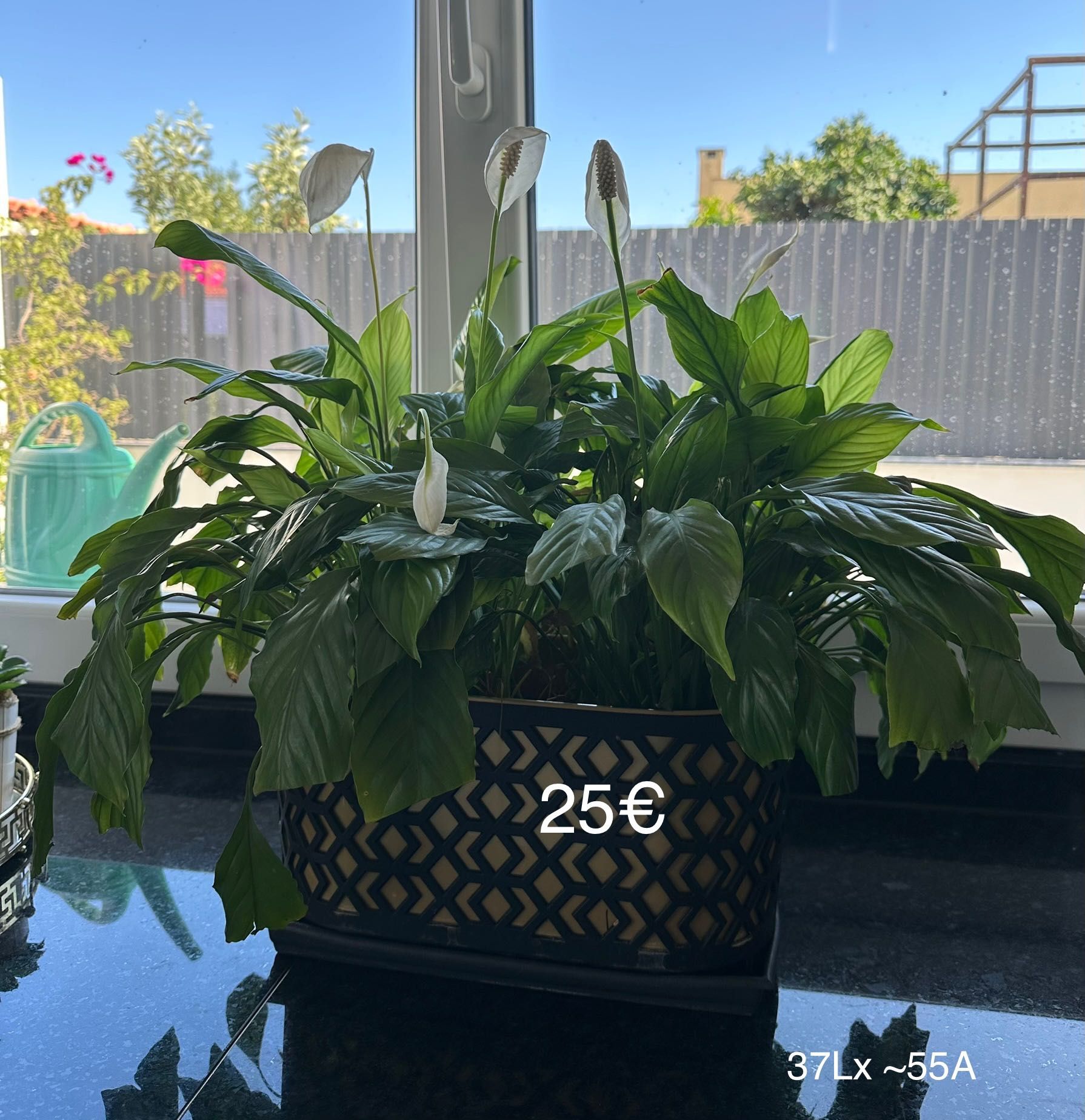 Vários quadros e plantas de decoração