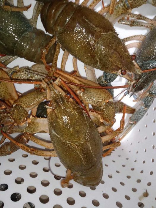 У нас сезон - живий рак 70-90 грамів