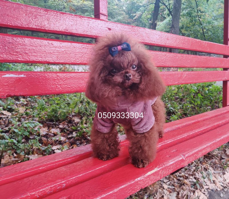 ‼️Китай , ТИКАП в разведение