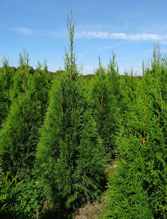 Tuja szmaragd thuja tuje 130cm 150cm thuje smaragd wysokie żywopłot