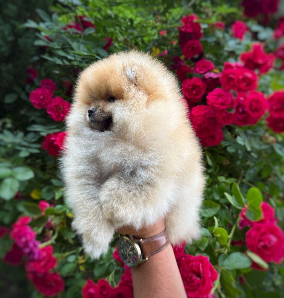 Pomeranian Szpic miniaturowy Miś orange Suczka Zkwp FCI