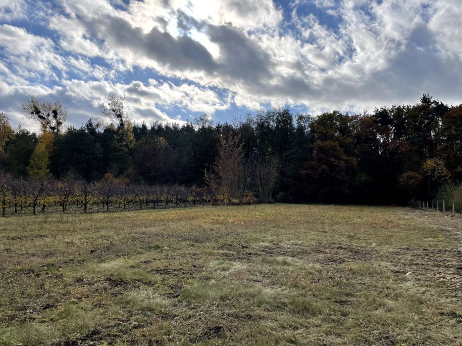 Działka budowlana z widokiem na las, Cholewianka, Gm. Kazimierz Dolny