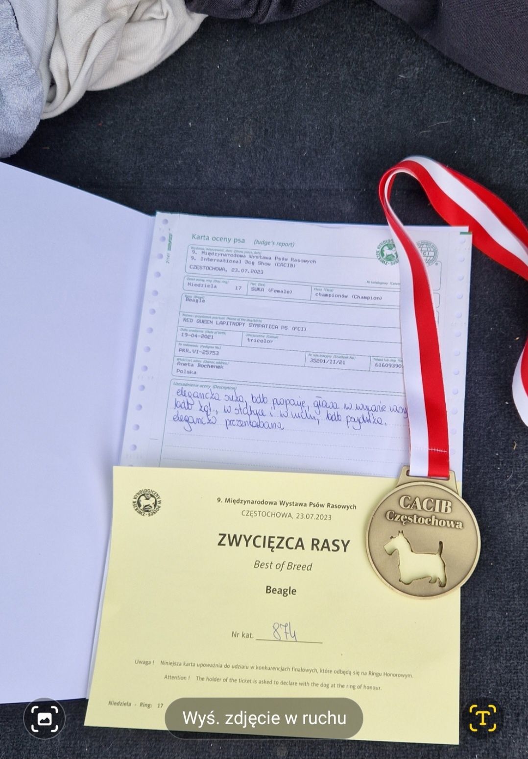 Piesek Beagle ZkwP - FCI   PO  Grand Championach ,Profil DNA*