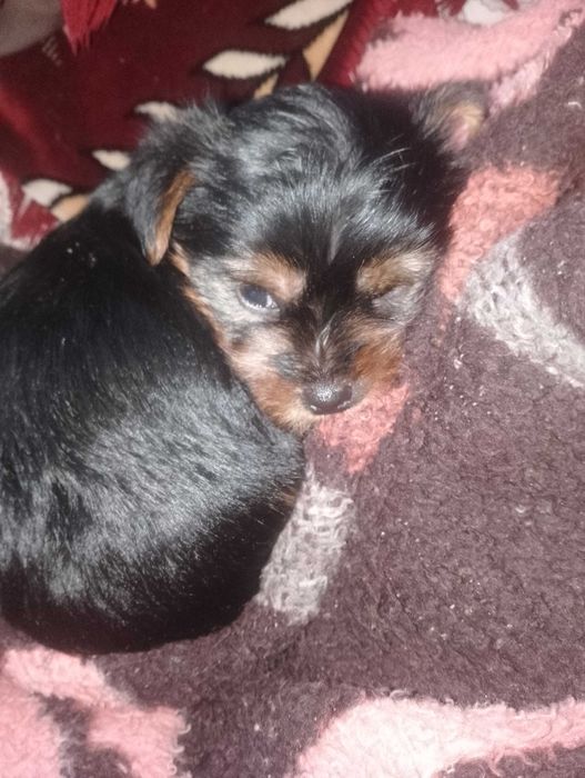 Йоркширський тер'єр