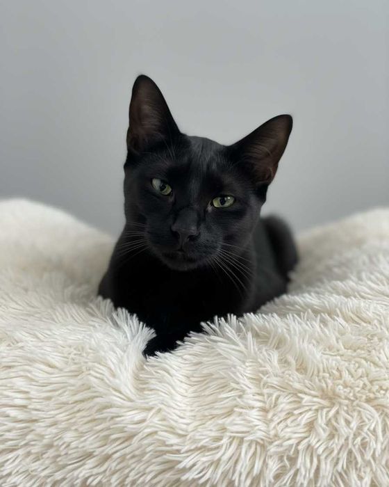 Setúbal / Margem Sul / Lisboa — BROWNIE, gatinho para adoção *