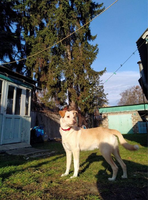 Отдам собаку в хорошие руки