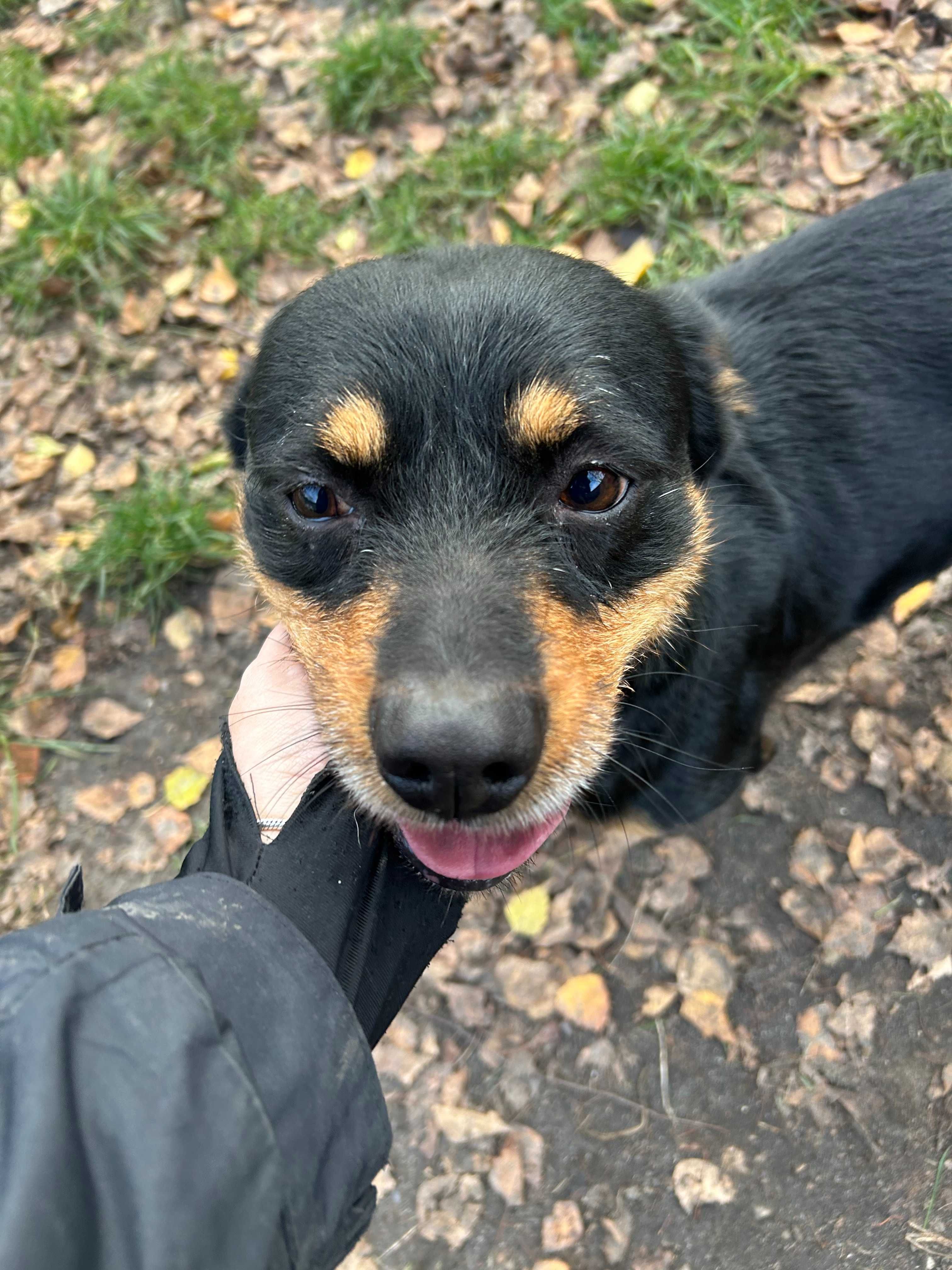 Krokiet pies do adopcji Kalisz Wroclaw Poznan Lodz