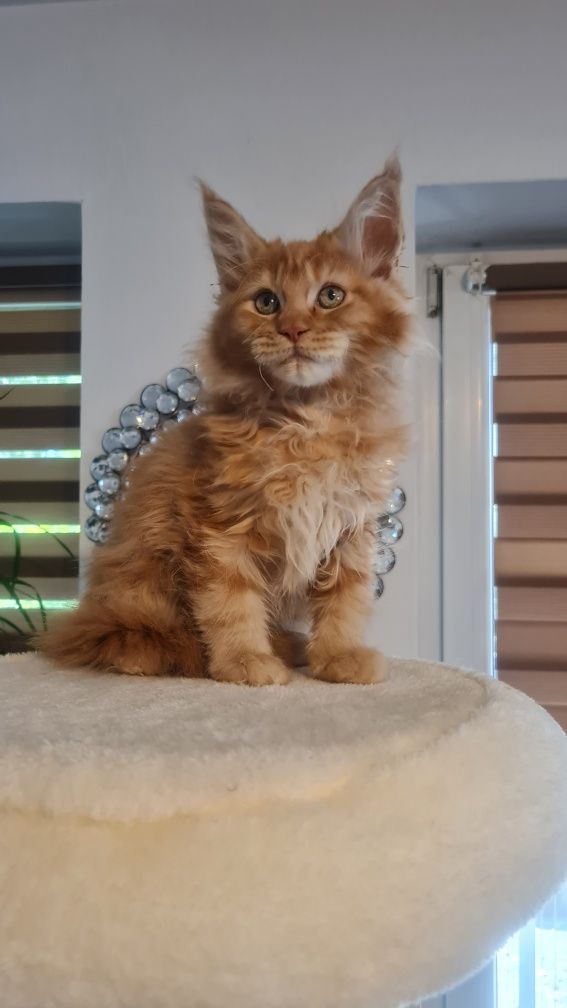 Mainecoon  kocur rudy
