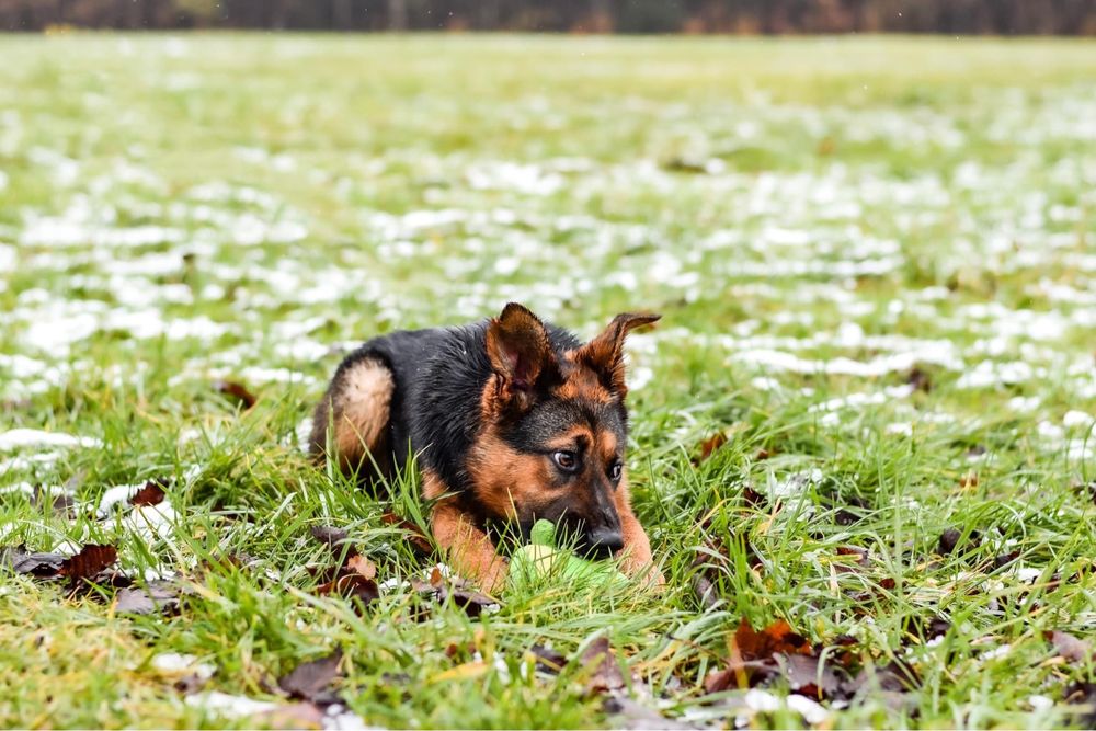 Piękna młoda suczka w typie owczarka niemieckiego do adopcji