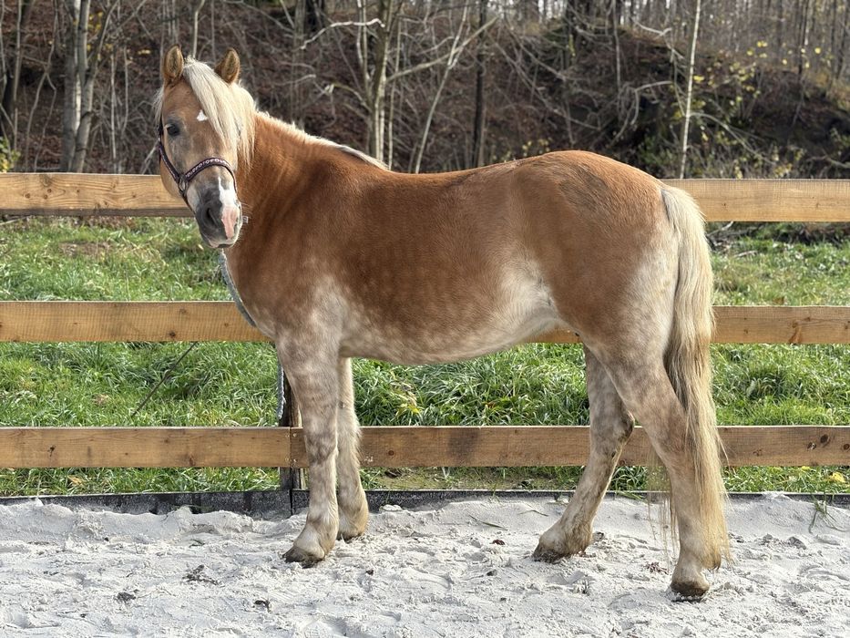 Klacz haflinger