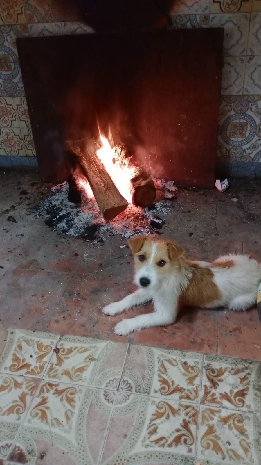 Cão sardoso com 2 meses