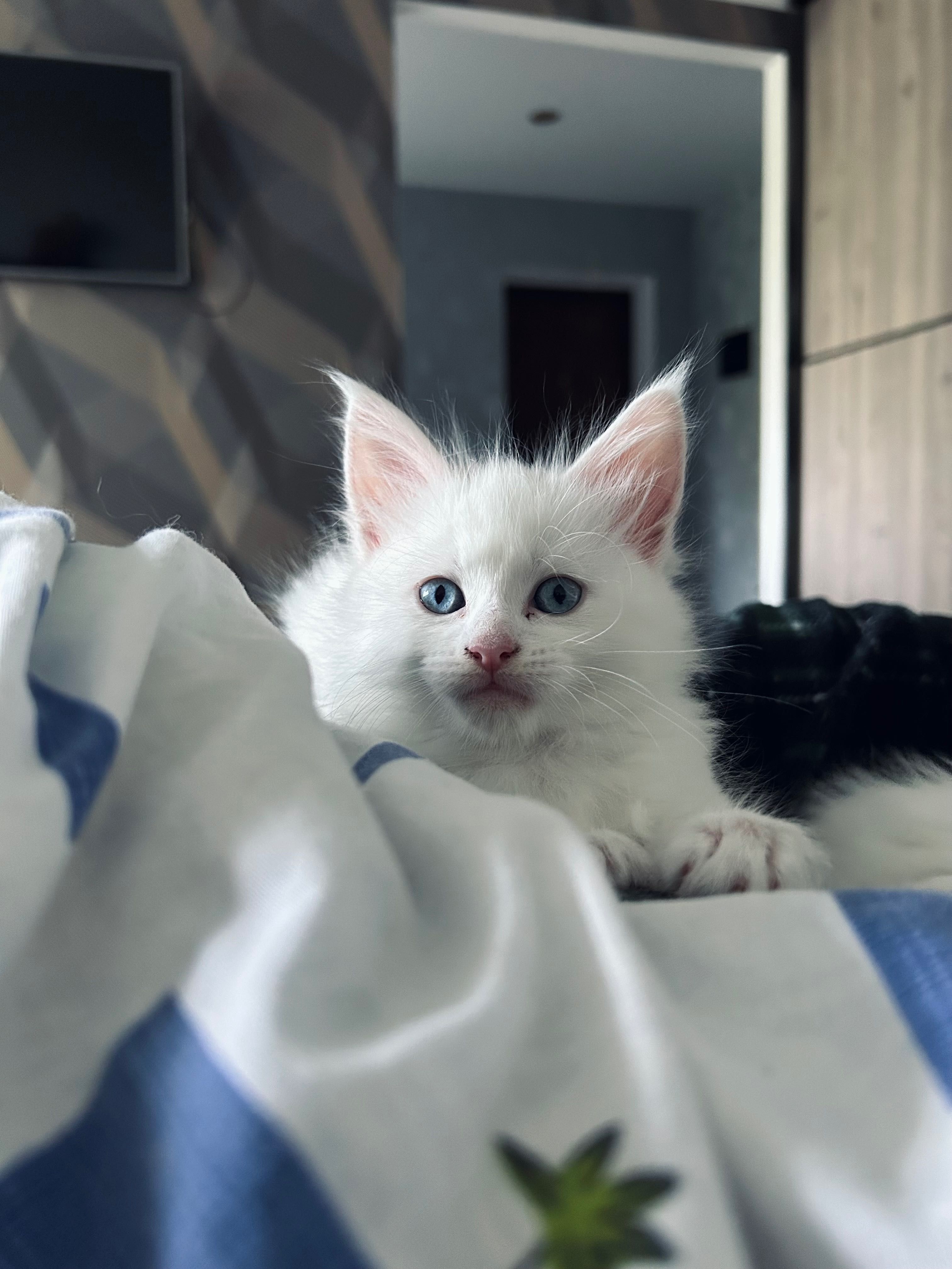 Біле кошенятко мейн-кун