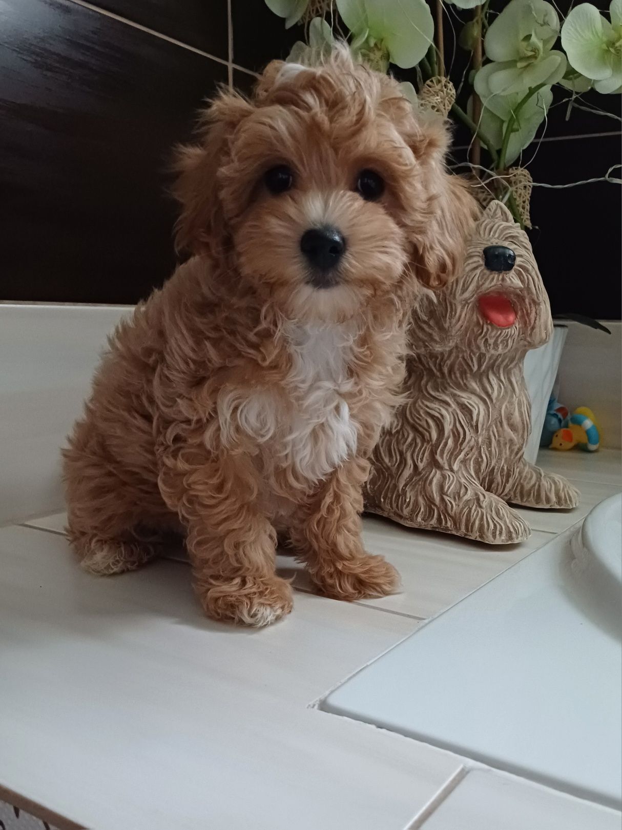 Śliczny maltipoo piesek