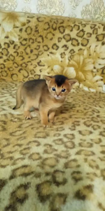 Абисинский котик