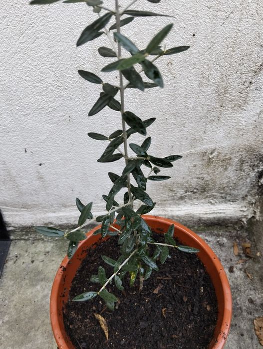 Oliveira em vaso