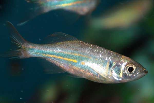 Danio malabarskie - Devario malabaricus