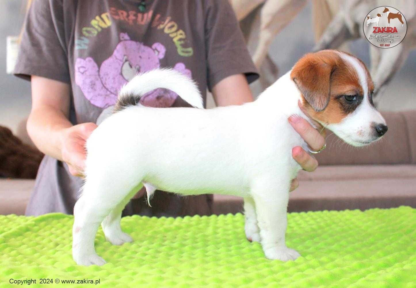 PIES Jack Russell Terrier po Championach, FCI ZKwP