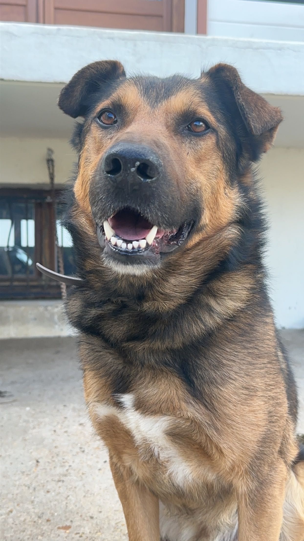 Dá-se cão Pastor Belga macho com 7 anos