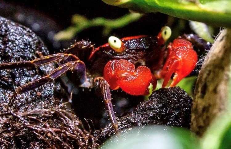 Krab DIABEŁ - Geosesarma hagen - Krab RED DEVIL - SAMCE, SAMICE