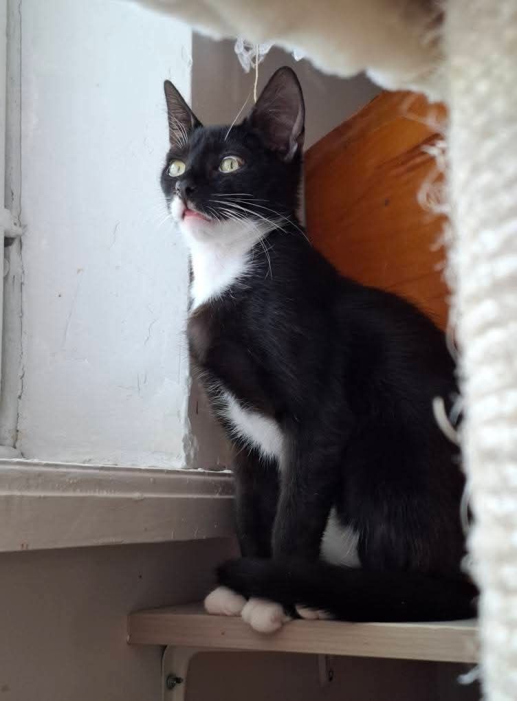 Cudne kotki do adopcji