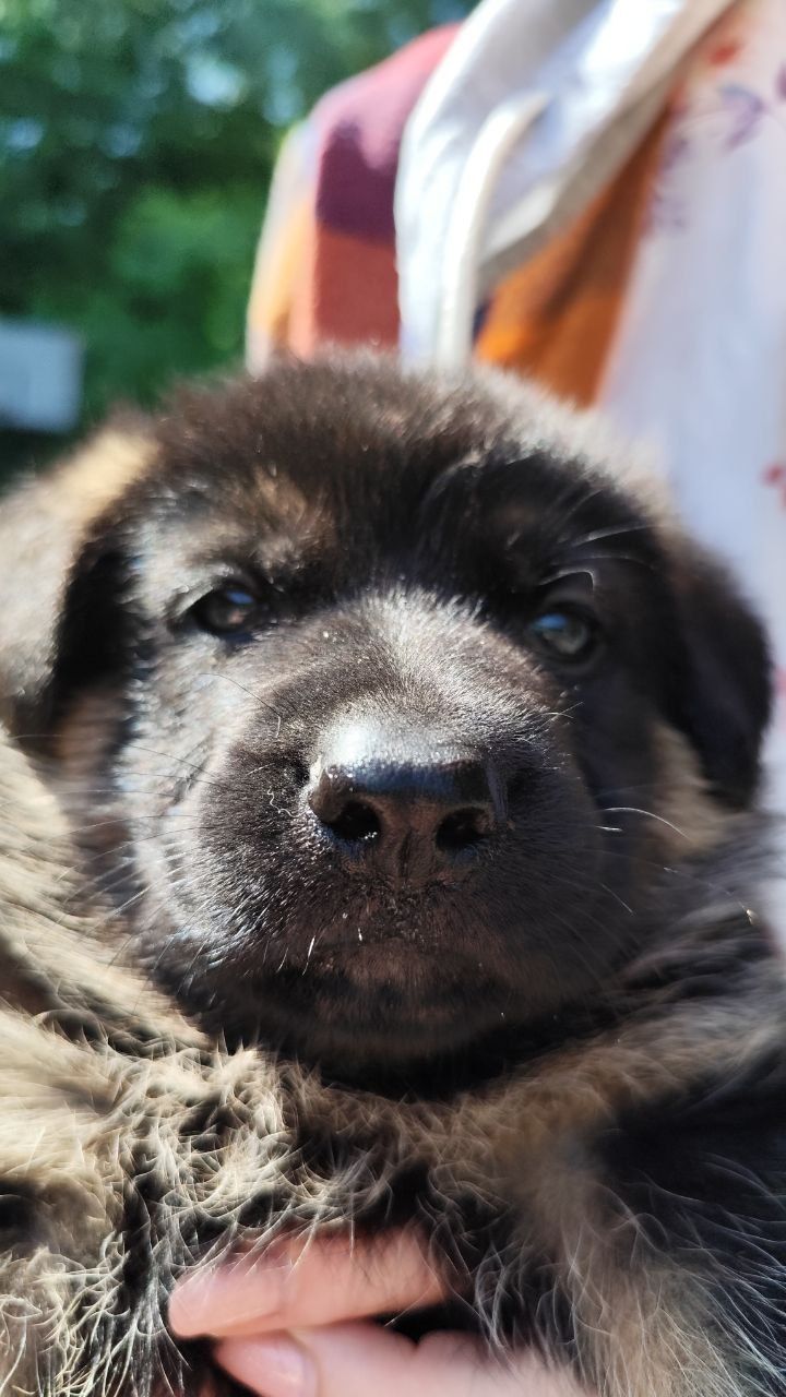 Цуценята німецької вівчаркии